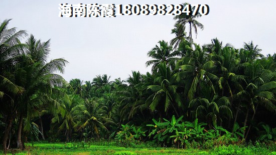 为何海南白沙房子那么热闹